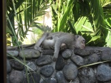 We woke up the first morning to find this guy lounging on the wall outside our room.