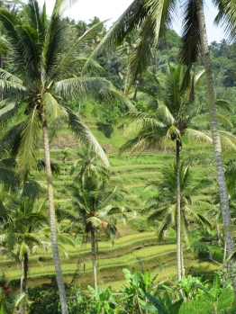 The rice paddies really are stunning.