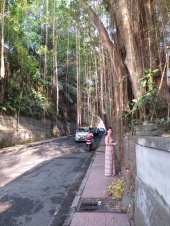 A tree-lined street in downtown Ubud.
