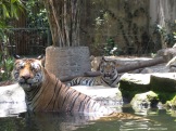 Very little zoom used on this photo. Those tigers are actually that close.
