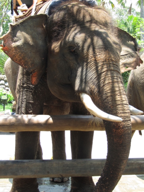 Our ride, a Sumatran elephant named Budy. We asked the handler if he rode Budy every day and he said "Of course. One elephant, one trainer."