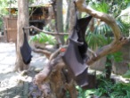 The Bali Zoo: bats hanging out.