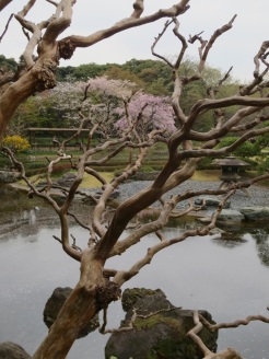 In the gardens of the Imperial Palace.